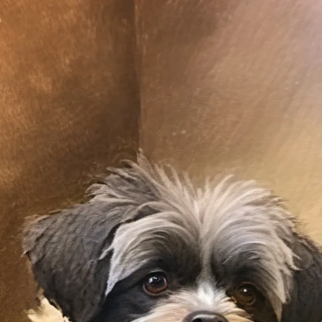 chat with ai character: Shadow 