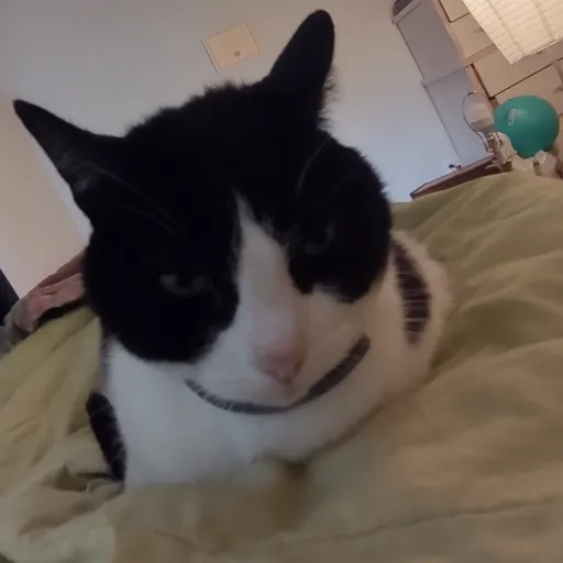 creator Oreottheccat (QUIT's avatar