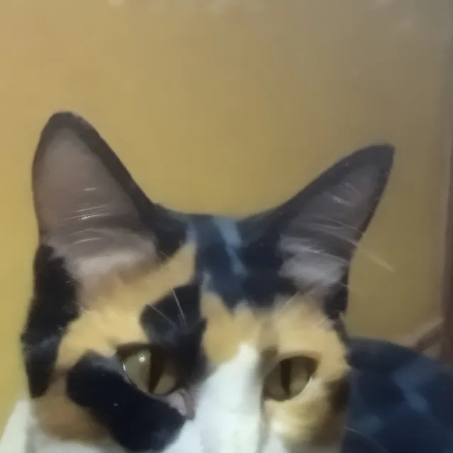 chat with ai character: Emily 