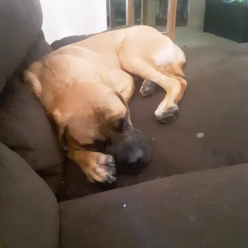 creator levivinneta's avatar