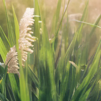 chat with ai character: GRASS