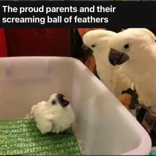 creator ~Ball Of Feathers~'s avatar