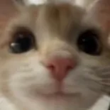 chat with ai character: Anything