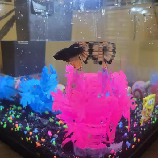 creator 🤘🏼DEATH🤘🏼's avatar