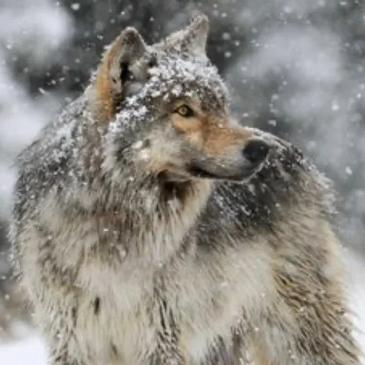 creator •THERAIN•'s avatar