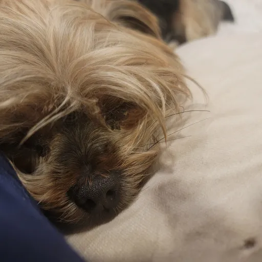 creator ST4C¥SMTH's avatar