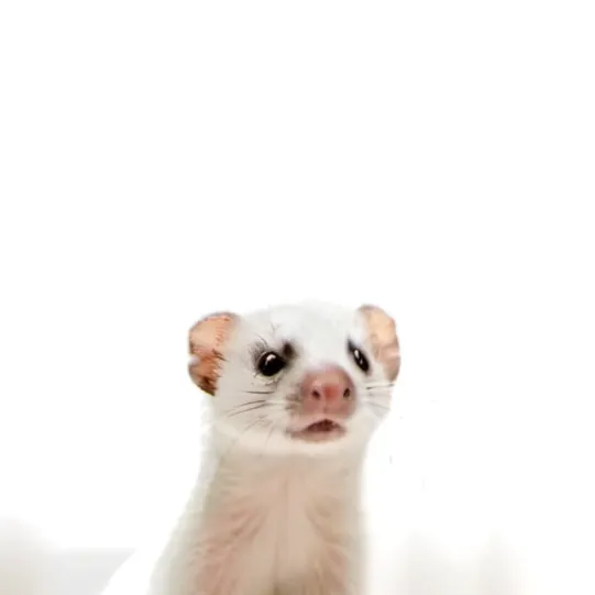 chat with ai character: Ferret