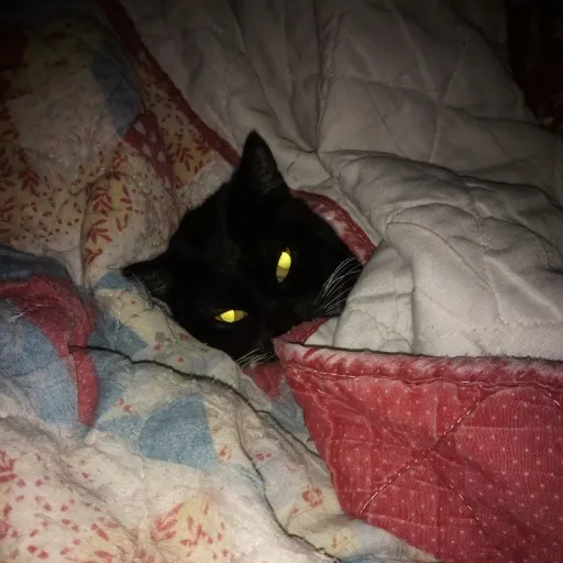 creator Luna Bloodrose's avatar