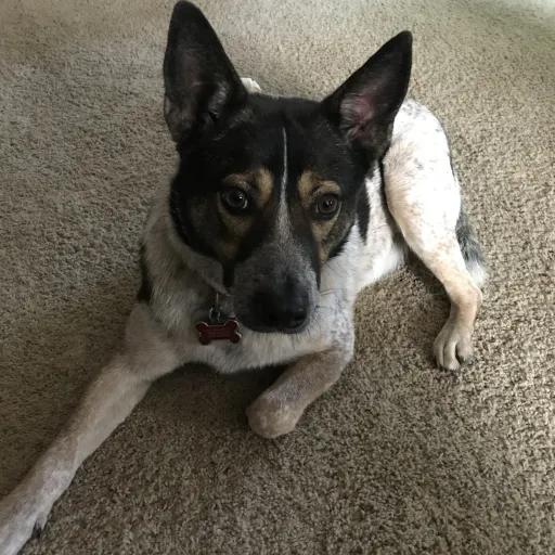 creator Shumei's avatar