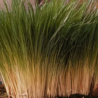 chat with ai character: grass