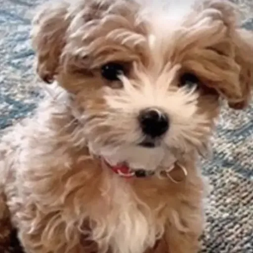 creator Bella_onpawzzzzzz's avatar