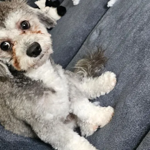 creator BE A [[BIG SHOT]]'s avatar