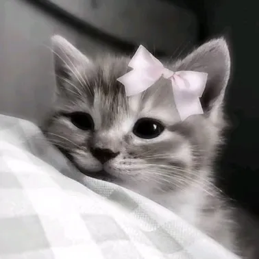 creator ★bow~ties★'s avatar