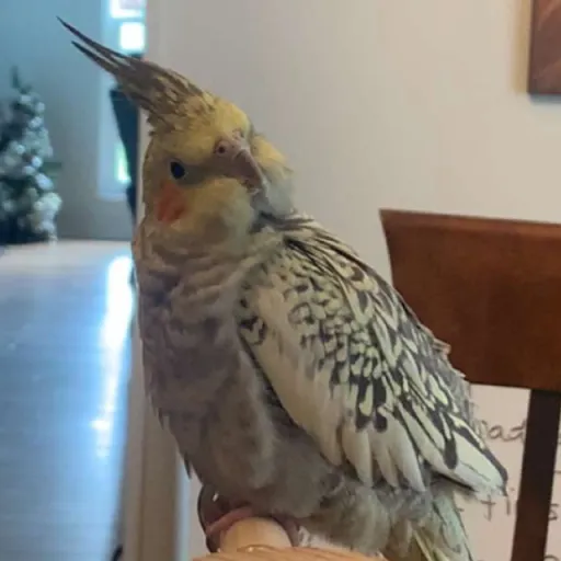 talkie's author avatar