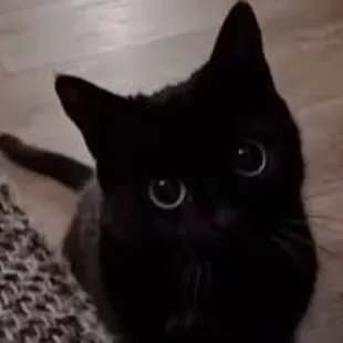 creator Pika(❁´◡`❁)'s avatar