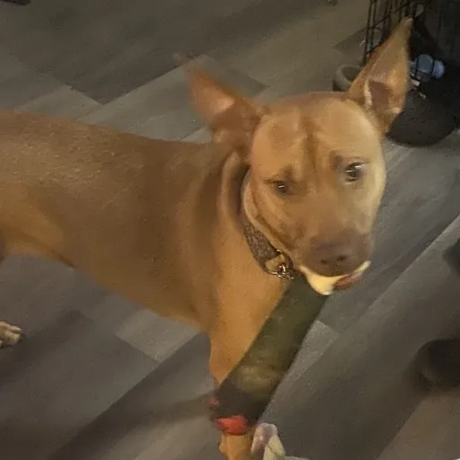 creator my puppy♡♡♡♡♡'s avatar