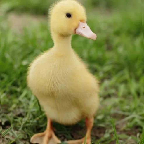 creator <{Ace}>'s avatar