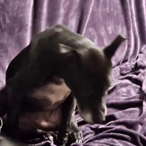 creator Jake Jacobs's avatar