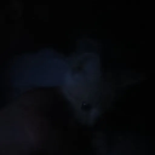 creator My cat and me/Suki's avatar