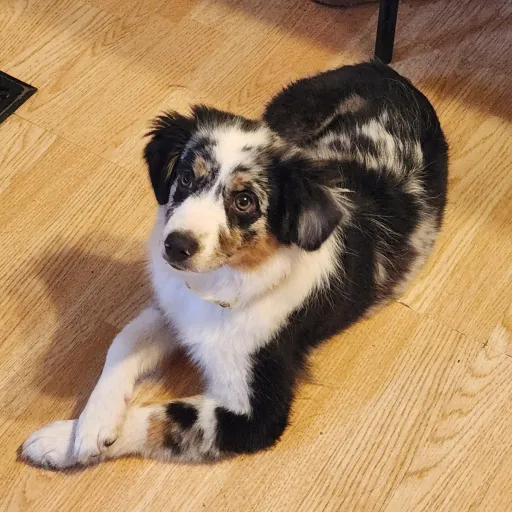 talkie's author avatar