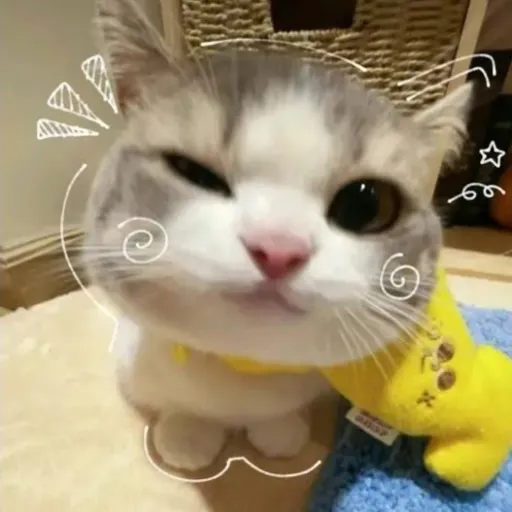 creator cutiepie85854's avatar