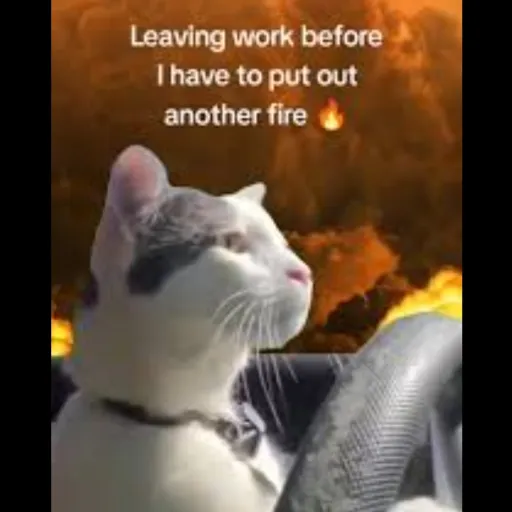 creator •Just fed my cat★'s avatar