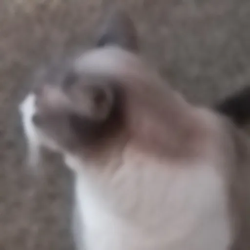 creator thecat's avatar