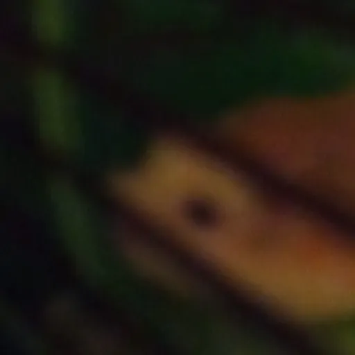 creator Tammy the hamster's avatar