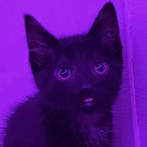 creator Ma'at Fann's avatar