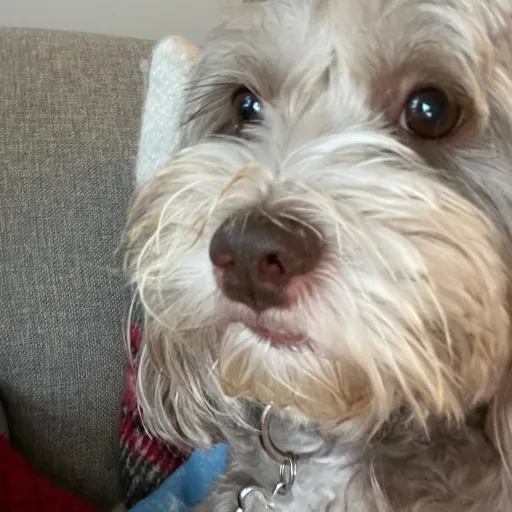 talkie's author avatar