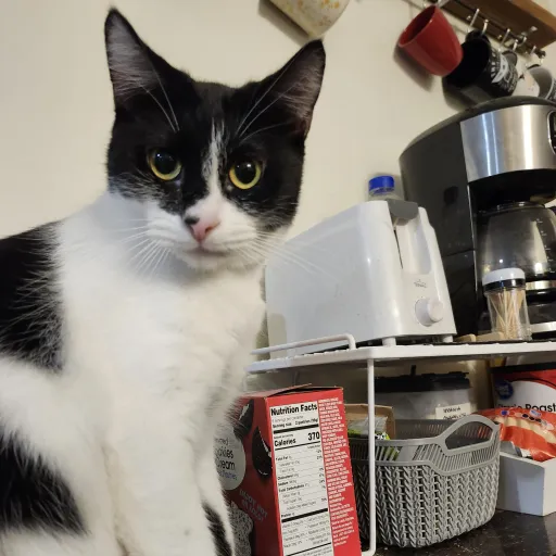 talkie's author avatar