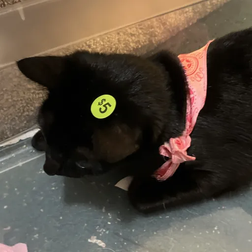 creator Nyx/Ash's avatar