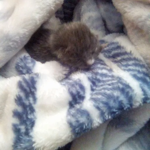 creator ∅M0RI!`|!~森{大森}'s avatar