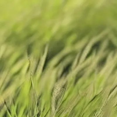 chat with ai character: Grass