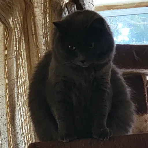 creator Pokita Maxwell's avatar