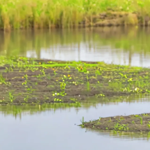 chat with ai character: pack of capybara's