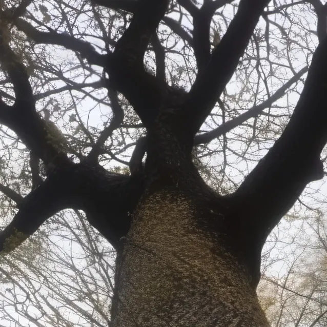 chat with ai character: THE ROASTING TREE