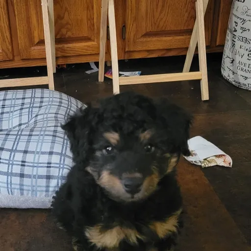 creator Talkior-nuk2mu9F's avatar