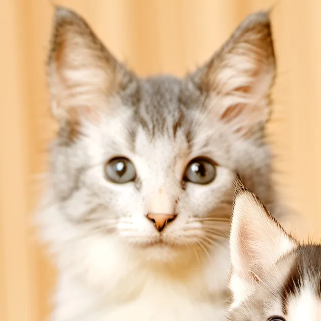 chat with ai character: mama cat