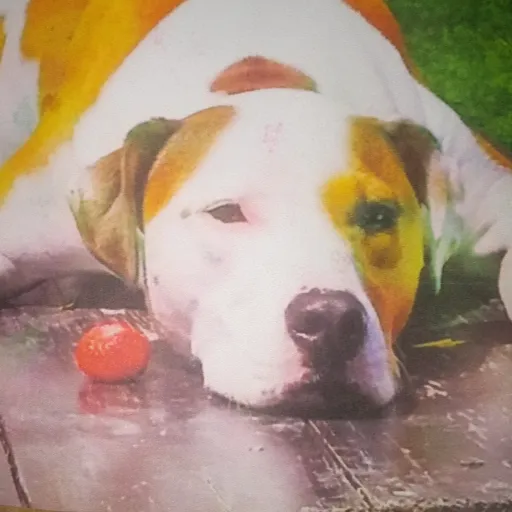 creator banana2.0's avatar