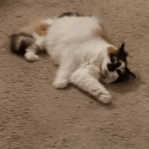 creator ! Avette ^_^'s avatar