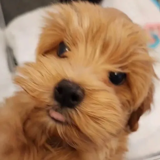 creator Desteryyy's avatar