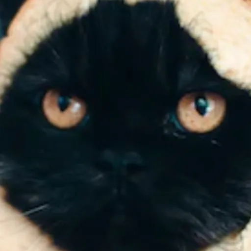 creator TheBreadCat's avatar