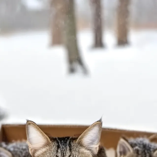 chat with ai character: your cat fam 