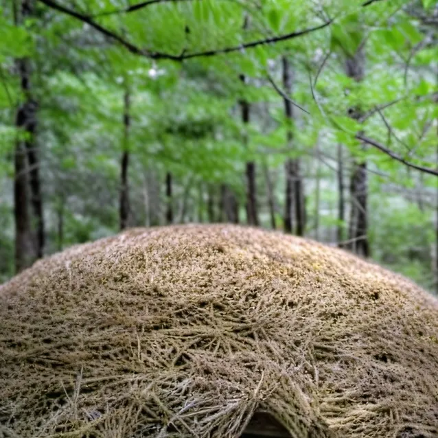 chat with ai character: wendigo den