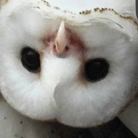 creator Doggo23's avatar