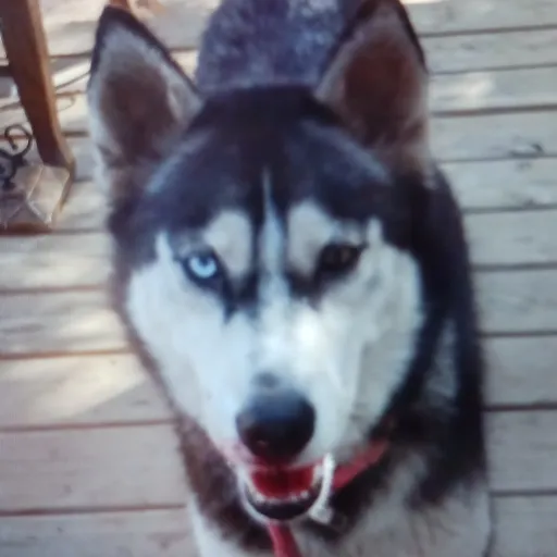 creator yuri tsuukuni's avatar