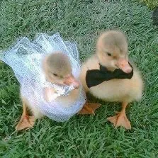 creator summer 🦀✊'s avatar