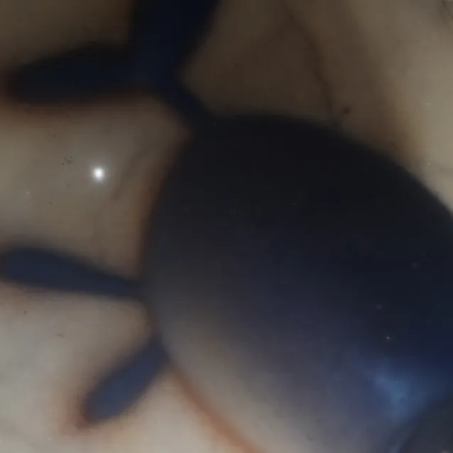 chat with ai character: Blubart