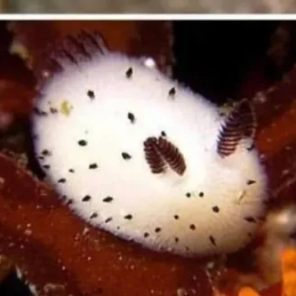 creator romancelover's avatar